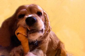 Esterilización temprana de perros, la mejor prevención de enfermedades