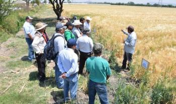 Logra programa MasAgro impactar en más de 300 mil productores y más de un millón de hectáreas