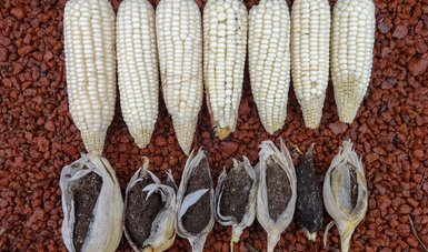 Promueve Colpos variedad de maíz con mayor rendimiento y resistente al carbón de la espiga
