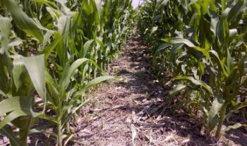 Agricultura de Conservación genera mayor rentabilidad y ganancias en el cultivo de granos: MasAgro