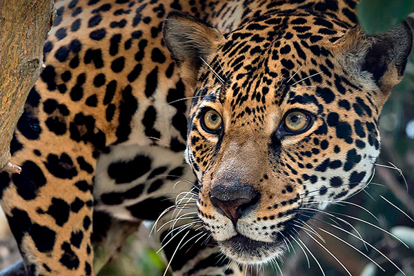 Tráfico ilegal pone en riesgo al jaguar, alertan expertos