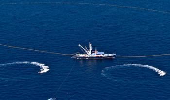 Inicia temporada de pesca de atún en el océano Pacífico