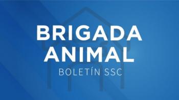 La Brigada de Vigilancia Animal de la SSC rescató a un gato que estaba atrapado en la copa de un árbol de 15 metros de altura