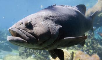 Inicia la veda de todas las especies de mero en el Golfo de México