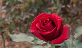Se alistan productores nacionales para atender demanda de flores por 14 de febrero