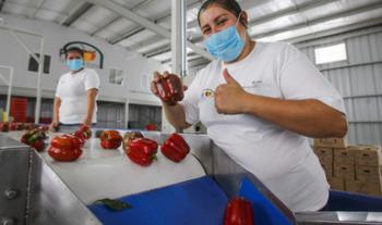 Cierra balanza agroalimentaria de México con nueve mil 091 mdd de superávit en 2019