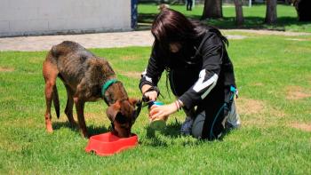 Brigada de Vigilancia Animal refuerza programa de adopción para mejorar el bienestar de perros y gatos