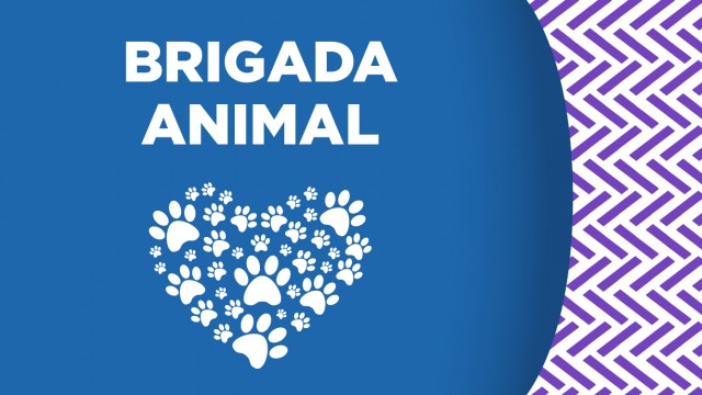A través de la Brigada de Vigilancia Animal, la SSC atendió una denuncia de un perro que se encontraba al interior de una barranca en Álvaro Obregón