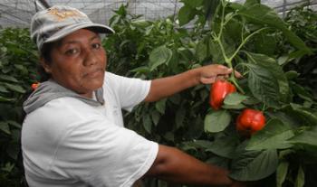Superó comercio agroalimentario México-EU 50 mil mdd en 2019