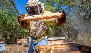 Produjo México 61.9 mil toneladas de miel en 2019, que representa 6.1 por ciento más que el promedio de los últimos 10 años