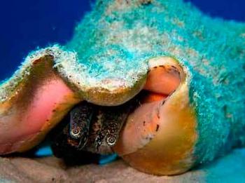 Patentan en la UNAM método para incrementar sobrevida del caracol rosado