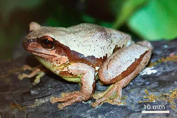 Nueva especie de rana arborícola llevará nombre de un investigador de la UNAM