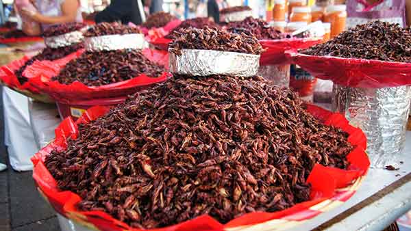 Cultivo y consumo de insectos, opción ante la creciente demanda de alimentos