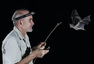 Los murciélagos no son culpables del coronavirus: experto de la UNAM