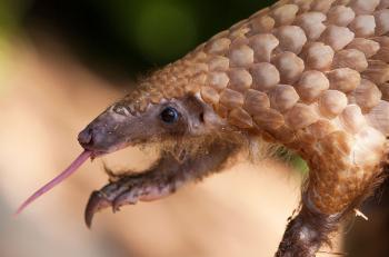 Pangolín, uno de los posibles portadores del coronavirus