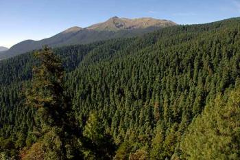 El planeta no podrá sobrevivir sin los bosques: experto de la UNAM