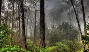 Semarnat, Conafor y propietarios de bosques firmaron acuerdo para garantizar la preservación de este recurso forestal