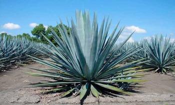 Desarrolla la UNAM investigación para determinar parentesco genético entre especies de agave