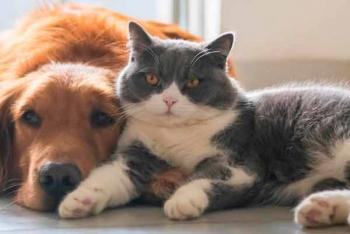 Juegos mentales, opción para entretener a animales de compañía en casa