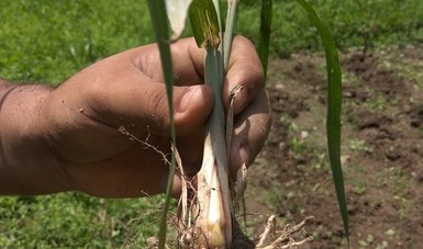 Desarrolla Colpos mejora de semillas de caña de azúcar