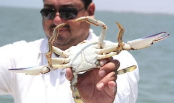 Actualizará Conapesca la actividad pesquera de jaiba en el océano Pacífico y golfo de California