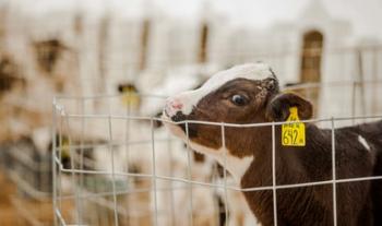 Impulsa CONAZA proyectos estratégicos para el fortalecimiento de la producción bovina
