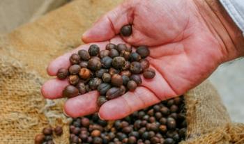 Genera Producción para el Bienestar apoyos inmediatos a productores de granos y caña de azúcar en Quintana Roo