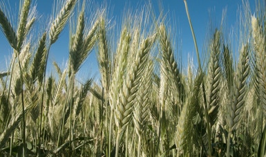 Registra 13.6% aumento en la producción de trigo panificable en el país: Agricultura