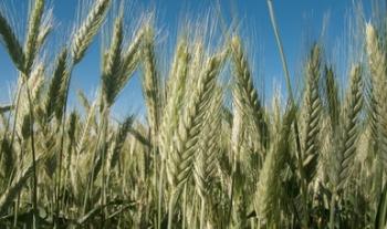 Registra 13.6% aumento en la producción de trigo panificable en el país: Agricultura