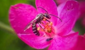 Trabaja Semarnat en la conservación de polinizadores para evitar su desaparición