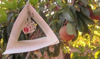 Reporta Agricultura la erradicación de Colima de la mosca del Mediterráneo; salvaguardada producción y exportación hortofrutícola del país