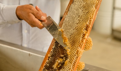 Emite Agricultura Norma Oficial para impulsar el desarrollo de la apicultura e impedir fraude al consumidor de miel