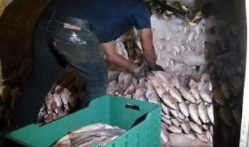 Publica Agricultura volumen de captura de curvina golfina en el Alto Golfo de California y Delta del Río Colorado