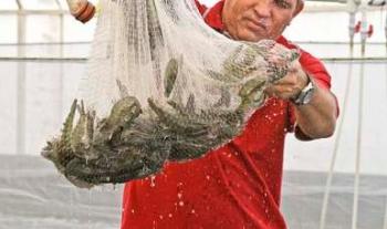 Publica Agricultura fechas y zonas de veda de camarón para el Golfo de México y Mar Caribe