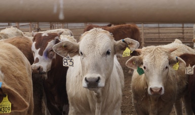 Repuntó en última semana de marzo exportación de ganado en pie a Estados Unidos