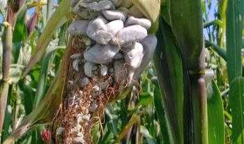 Desarrolla Colpos métodos para potenciar producción de huitlacoche