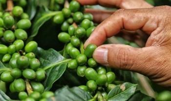 Trabaja Gobierno de México para alcanzar la soberanía alimentaria mediante un sistema justo, saludable y sustentable