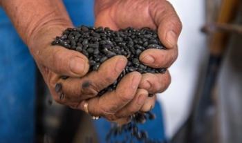 Habilita Segalmex 28 centros de distribución para operar el programa de préstamo de grano de frijol para siembra
