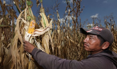 Presenta Segalmex mecánica operativa del programa Precios de Garantía para medianos productores de maíz