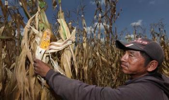 Presenta Segalmex mecánica operativa del programa Precios de Garantía para medianos productores de maíz