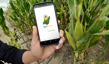Otorgan a México reconocimiento internacional por sistema sustentable en la producción de maíz