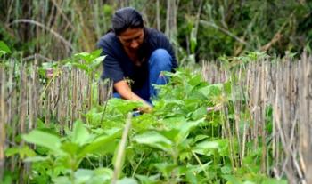 En Iniciativa Frijol para México, la clave es la integración de la cadena productiva: Agricultura