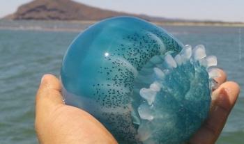 Impulsa Conapesca fortalecimiento de productores del Alto Golfo de California con renovación de permisos de medusa bola de cañón