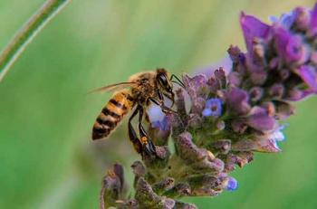 Sin las abejas habrá desabasto de alimentos
