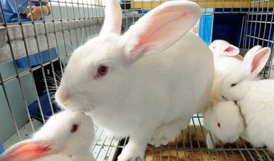 Trabajan México y Estados Unidos para contener el brote de Enfermedad Hemorrágica Viral de los Conejos
