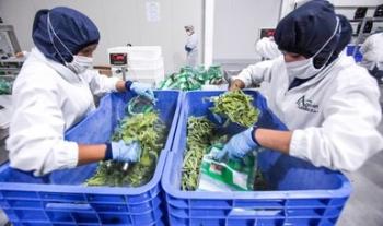 Certificadas en sistemas de inocuidad 13 mil Unidades Producción de alimentos