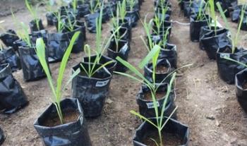 Promueve Colpos tecnologías sustentables para la producción de caña de azúcar