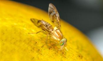 Colabora Agricultura con 17 países de América Latina y el Caribe para fortalecer la Técnica del Insecto Estéril