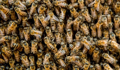 Desarrolla Colpos tecnologías para mejorar la crianza de la abeja sin aguijón