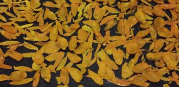 Comprueba IPN propiedades cicatrizantes de la cáscara de mango